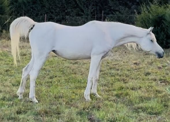 Beautiful Arabian mare