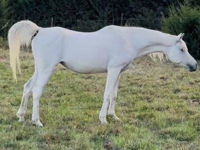 Beautiful Arabian mare