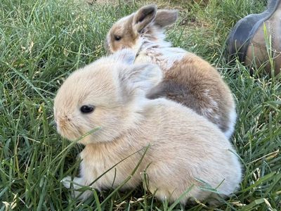 Pedigree holland lop bunny’s