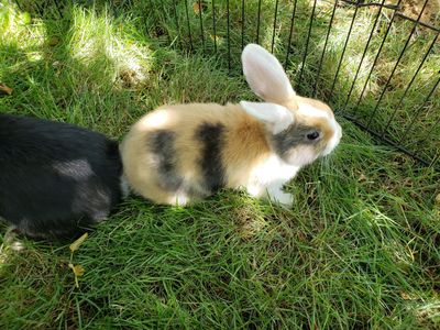 Holland Lop Buck - Extra Small size - Bunny Rabbit