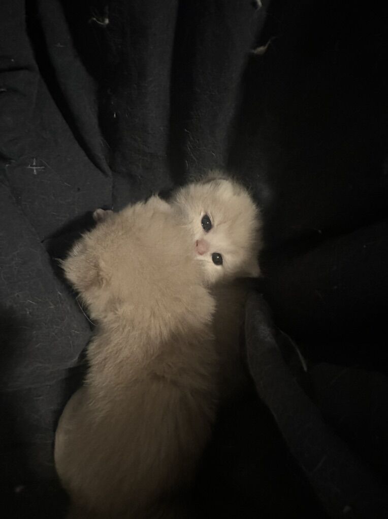 Longhair Blue Golden Shaded British Shorthair