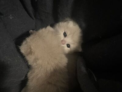 Longhair Blue Golden Shaded British Shorthair