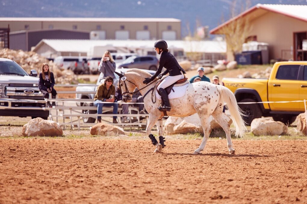 Large POA Gelding For Half Lease