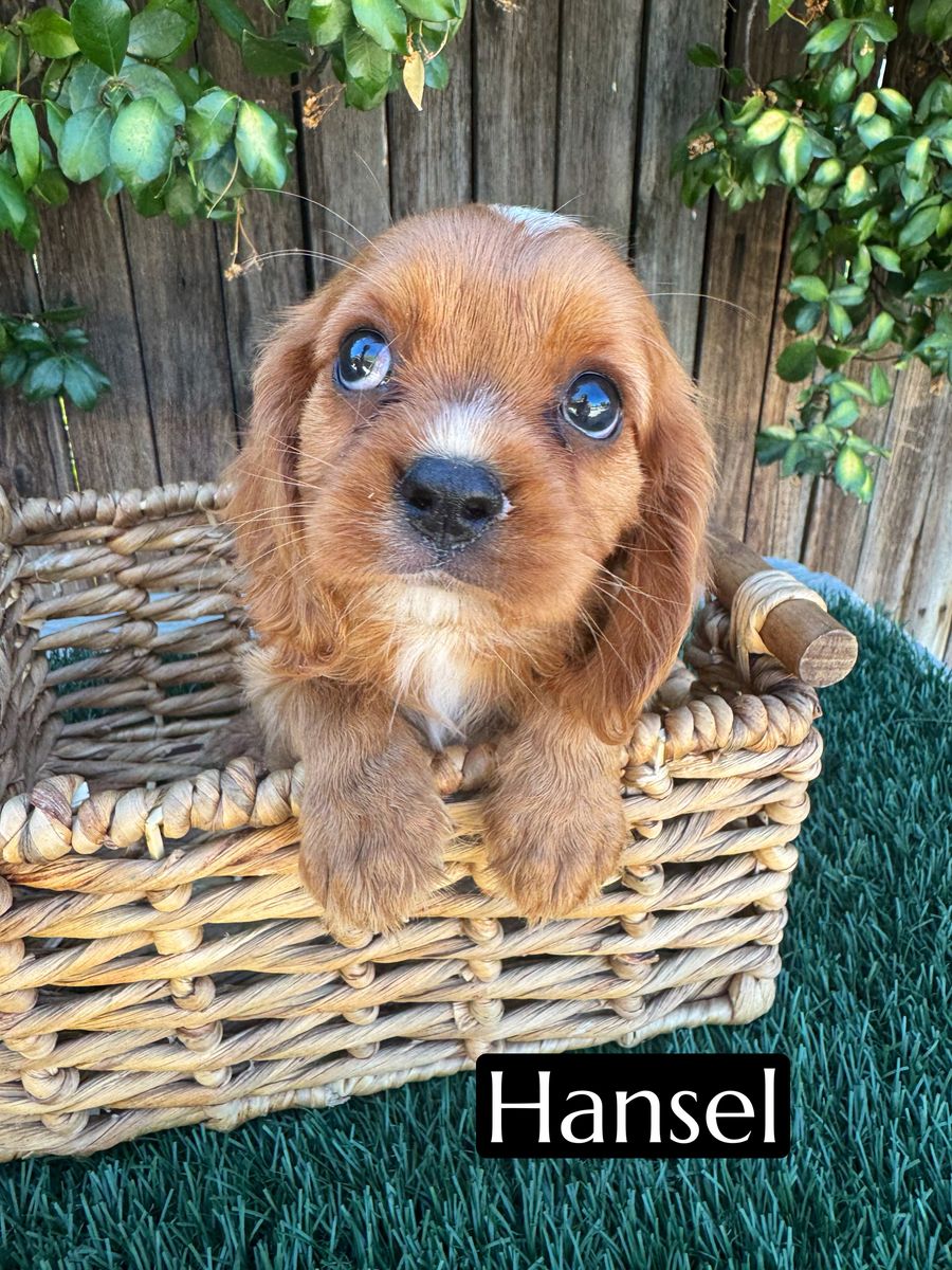 AKC King Charles Cavalier