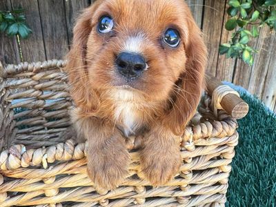 AKC King Charles Cavalier