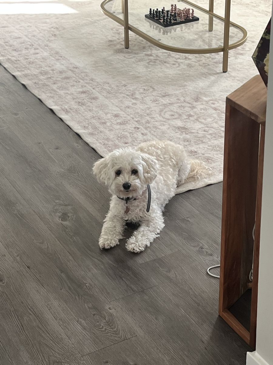 Toy Poodle bichon frise mix 8 year old well trained hypoallergenic dog for adoption 