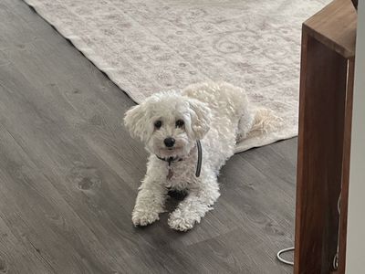 Toy Poodle bichon frise mix 8 year old well trained hypoallergenic dog for adoption