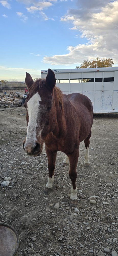 Companion horse