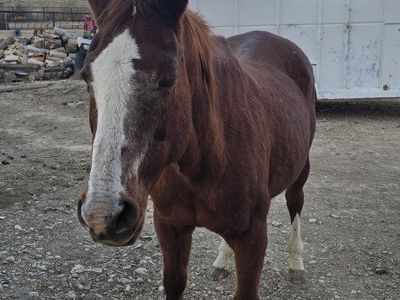 Companion horse