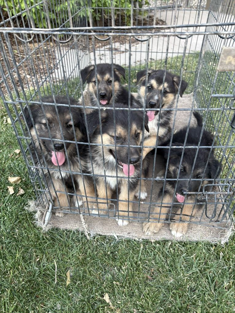 Puppies