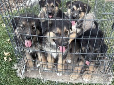Puppies