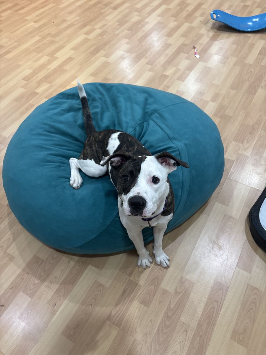 American Pitbull Terrier - Need A New Home