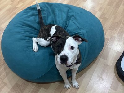 American Pitbull Terrier - Need A New Home