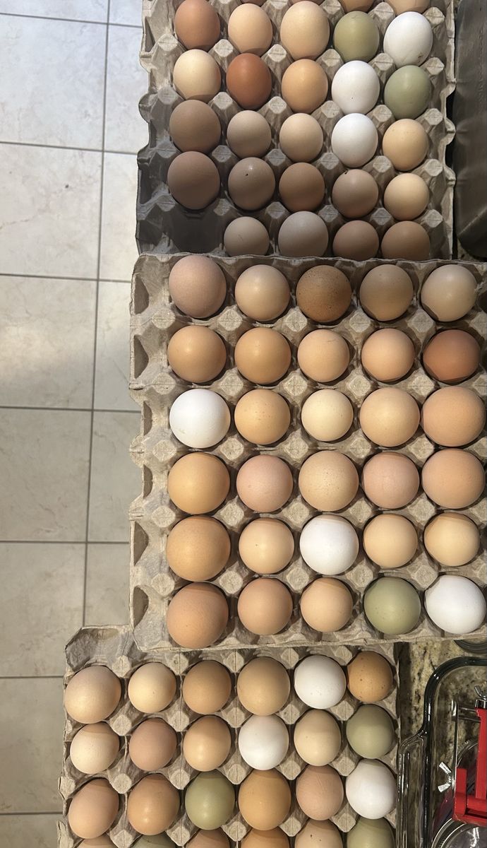 Farm fresh chicken eggs