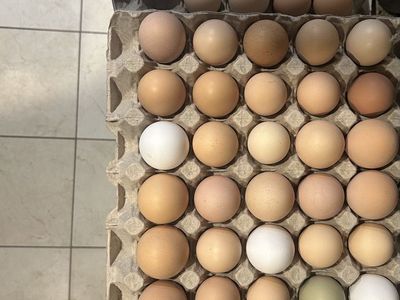 Farm fresh chicken eggs