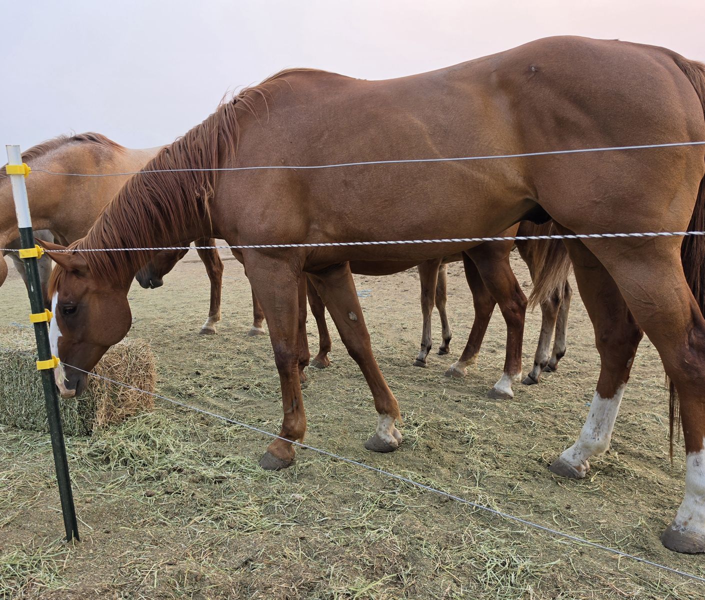Aqha Registered Gentle Gelding
