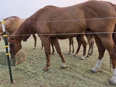 Aqha Registered Gentle Gelding