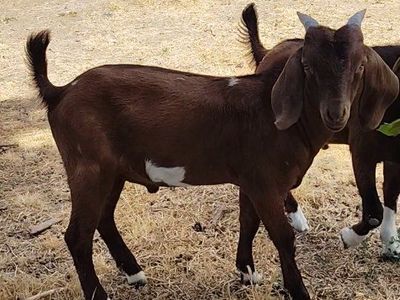 Boer Buckling (price drop sale)