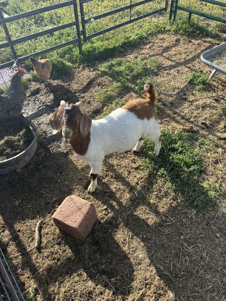 Boer Buck Yearling