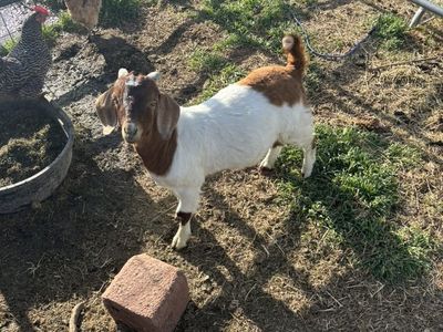 Boer Buck Yearling