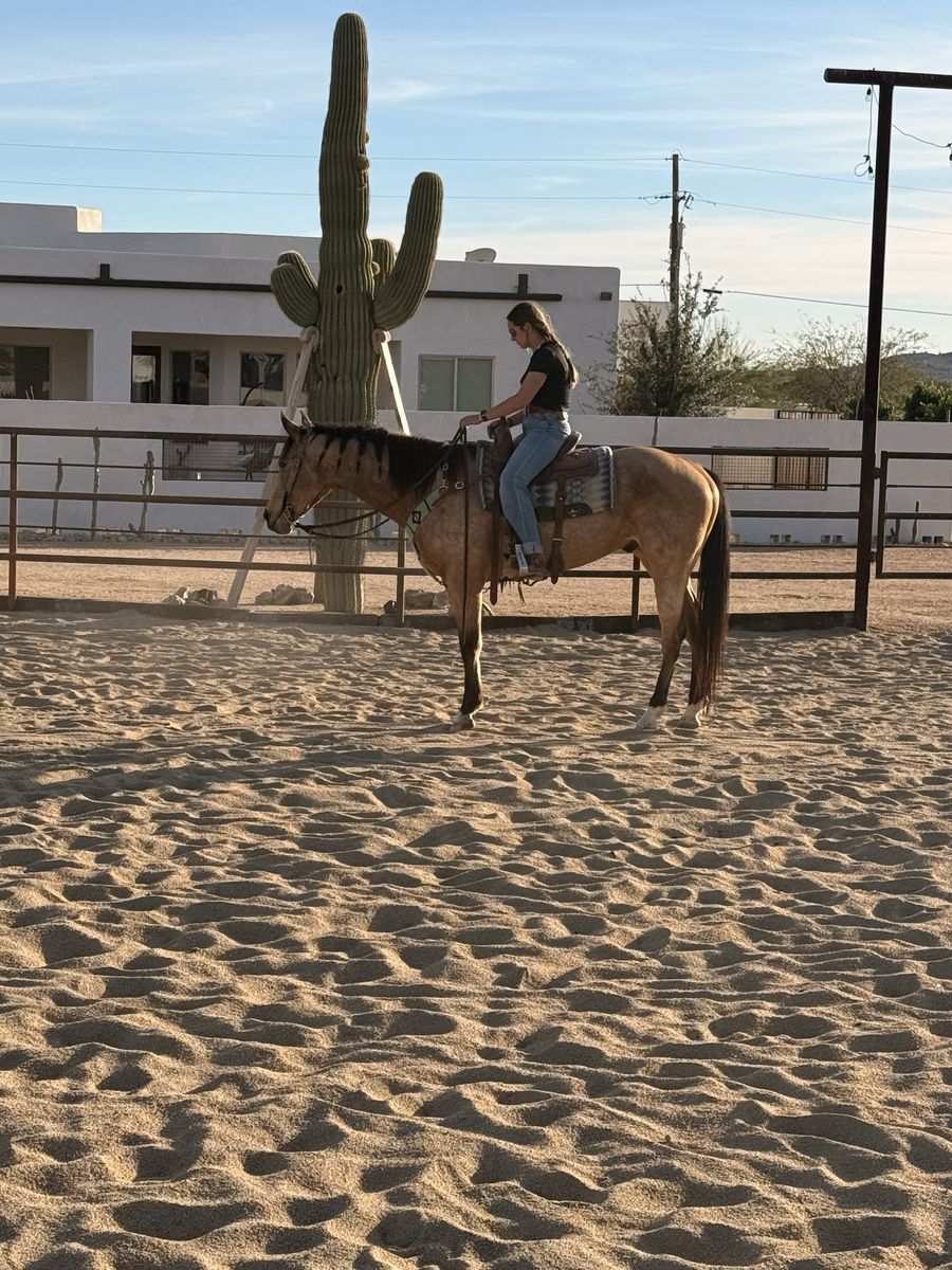 AQHA Gelding Priced to sell