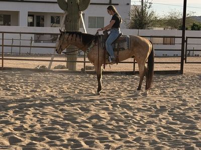AQHA Gelding Priced to sell