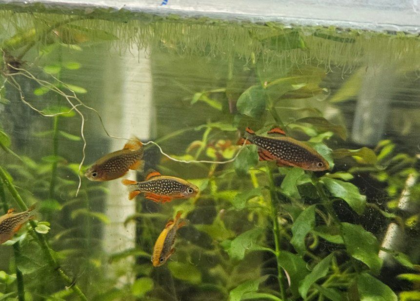 celestial pearl danios