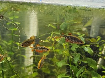 celestial pearl danios