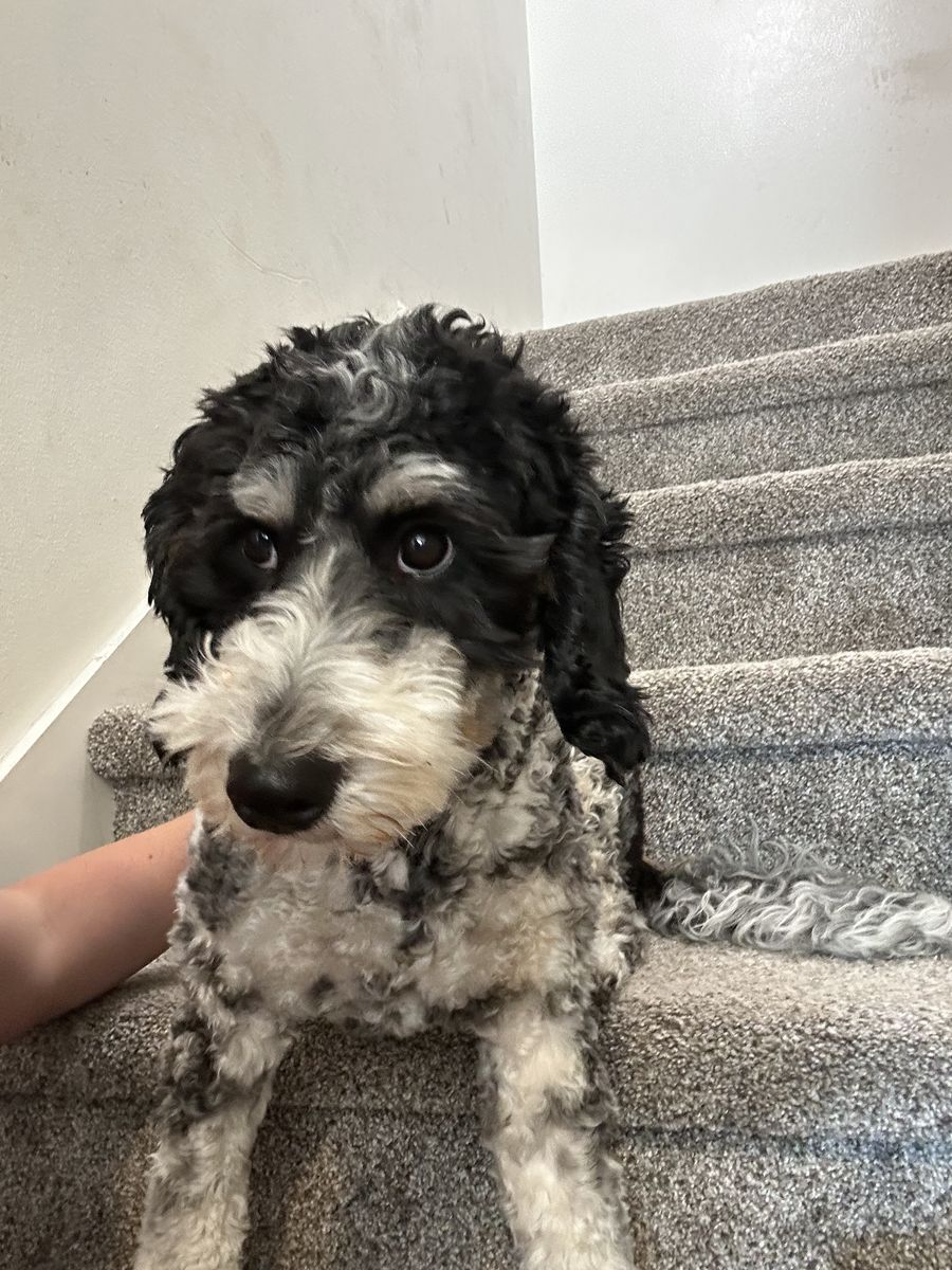 Mini Bernedoodle