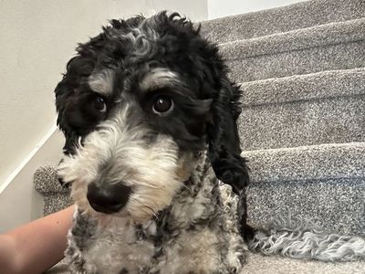 Mini Bernedoodle