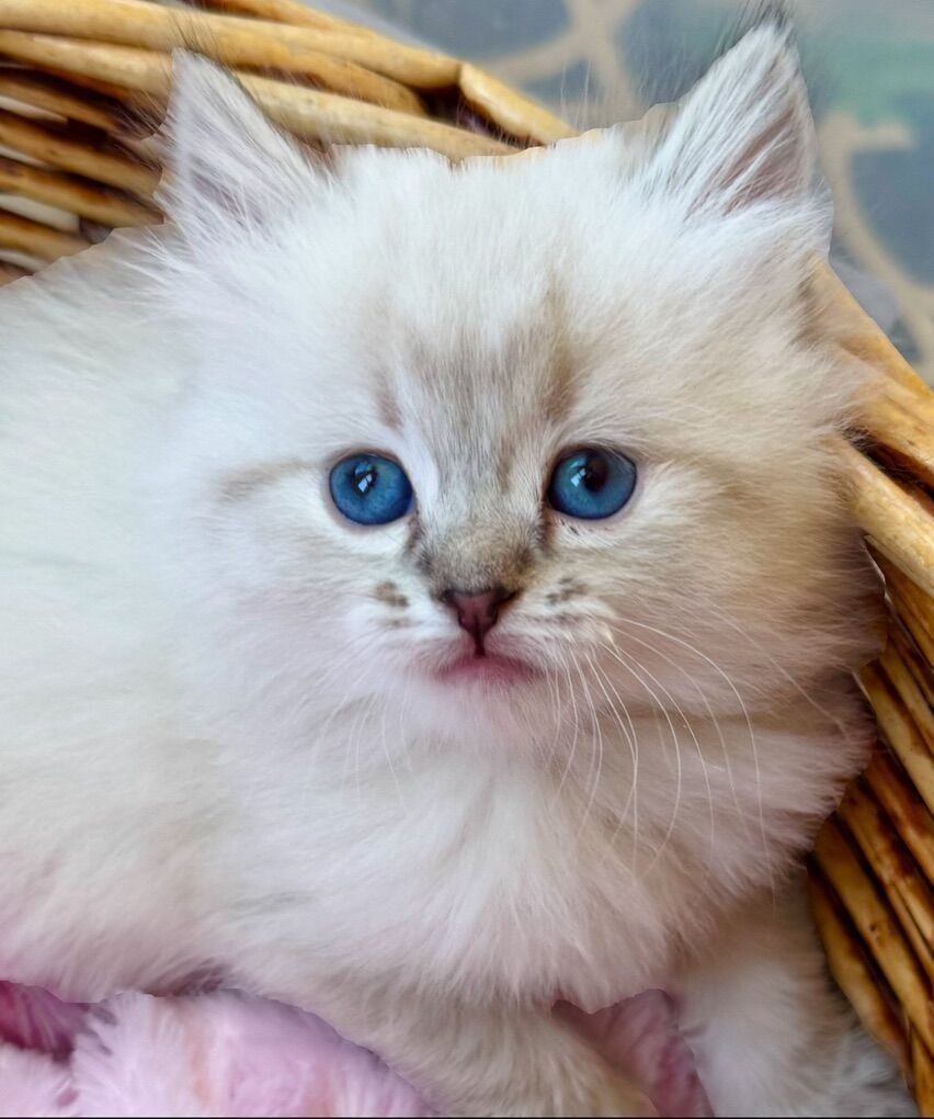 READY! 2 Stunning Sweet Ragdolls! Tiny Lynx Point kittens.  PUPPYLIKE/LOYAL temperament. Shed less/less allergenic!