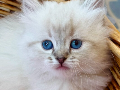 READY! 2 Stunning Sweet Ragdolls! Tiny Lynx Point kittens. PUPPYLIKE/LOYAL temperament. Shed less/less allergenic!