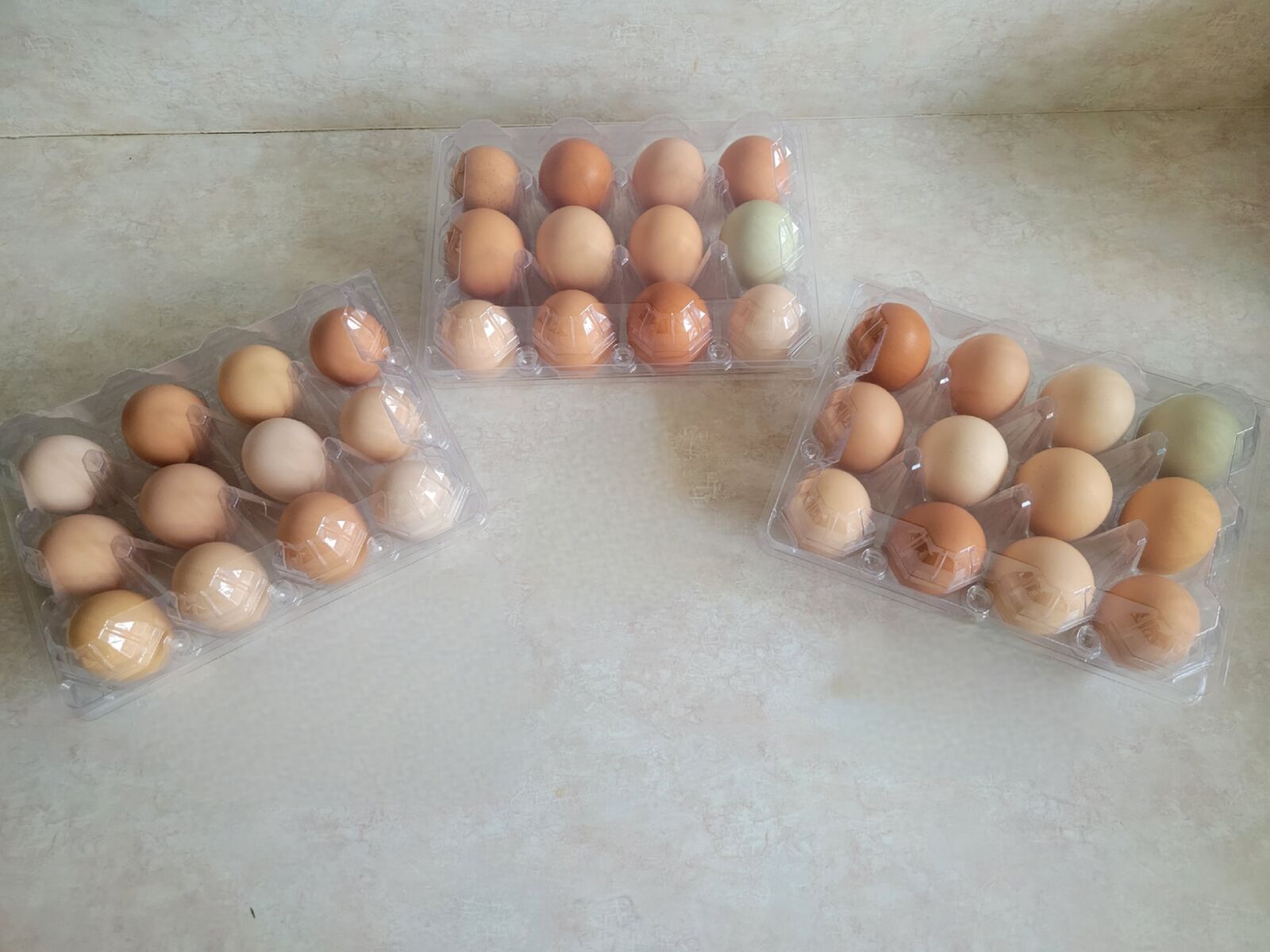 FRESH DOZEN BACK YARD free range chicken EGGS in a clear plastic container