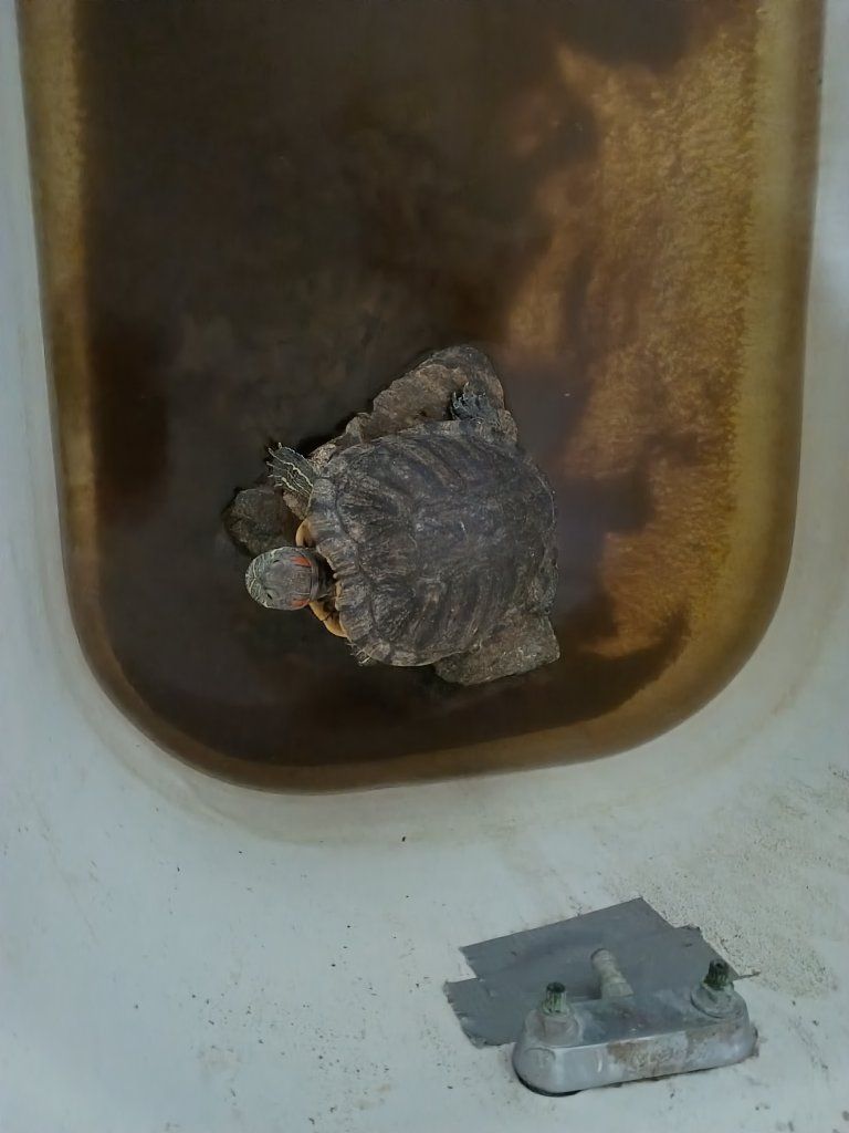 five red-eared slider turtles free