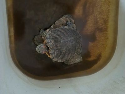 five red-eared slider turtles free