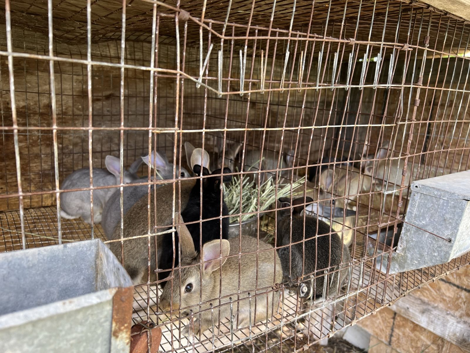 Large breed rabbits purebred Rex and Rex cross available