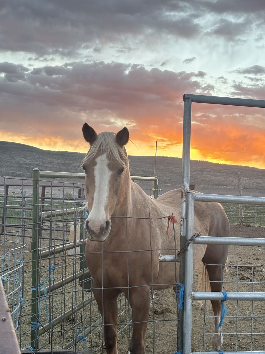 *Pending Sale* 25yo Palomino Mare