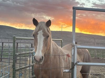 *Pending Sale* 25yo Palomino Mare