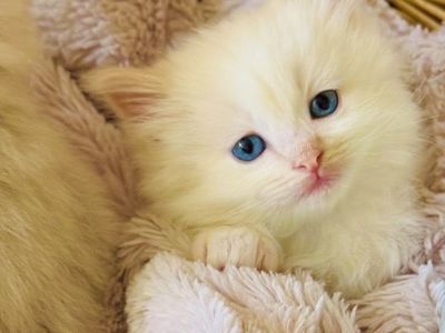 SWEET FLAME/SEAL point RAGDOLL kittens--SUPER AFFECTIONATE/ STAY SMALL! Less allergenic/shed less! Loyal Puppy like--do TRICKS!