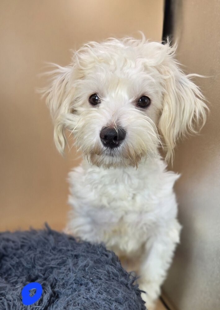 Bronco, small Schnauzer Bichon Frise Mix (Chonzer)