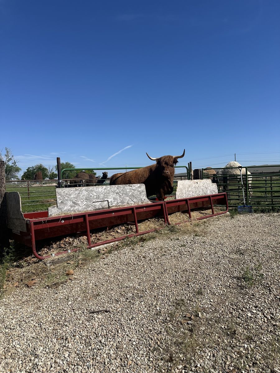 Registered Scottish Highland calf cow pairs