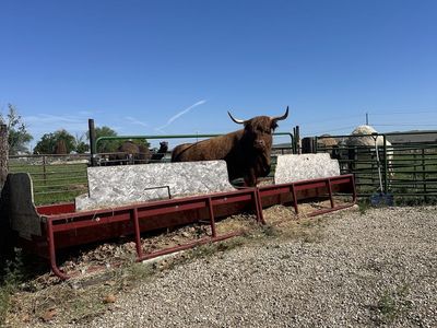 Registered Scottish Highland calf cow pairs