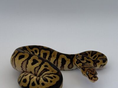 Fire Spotnose Clown Female Ball Python