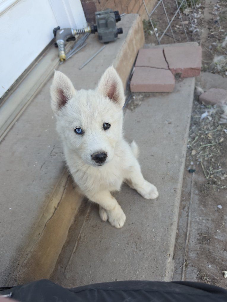 Siberian Husky Wolf-Hybrid Puppies