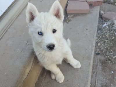 Siberian Husky Wolf-Hybrid Puppies