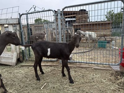 Female Lamancha