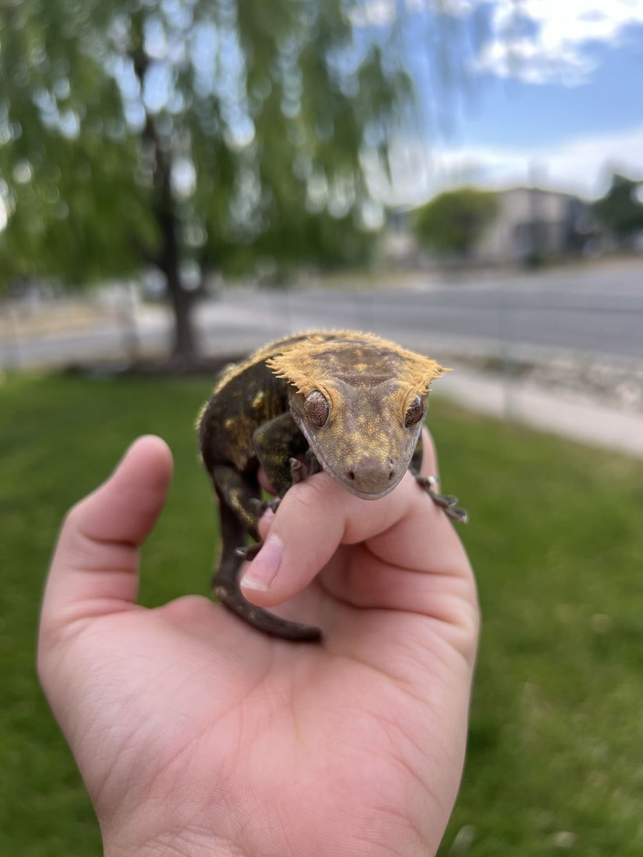 Male Crested Gecko - Live Pet Lizard