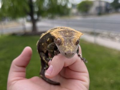 Male Crested Gecko - Live Pet Lizard