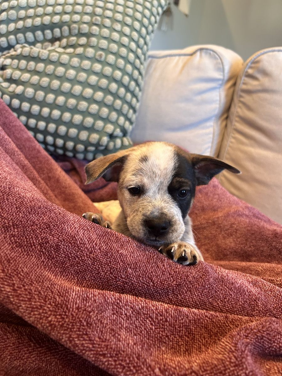 Frenchie/ Heeler/ Lab French Bulldog Mix Puppies