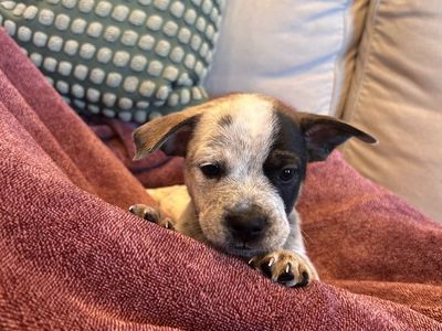 Frenchie/ Heeler/ Lab French Bulldog Mix Puppies
